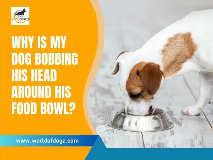 Why Is My Dog Bobbing His Head Around His Food Bowl?