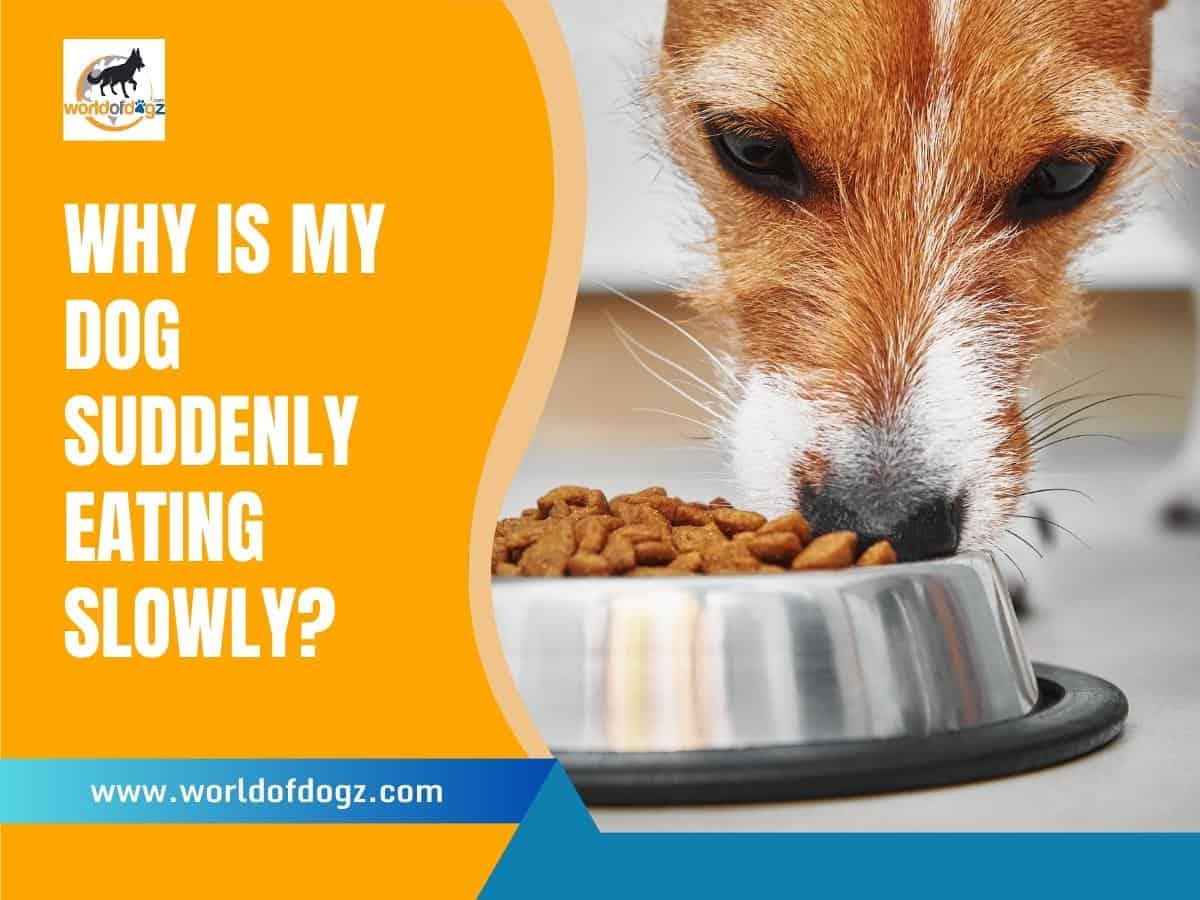 Why Is My Dog Suddenly Eating Slowly?
