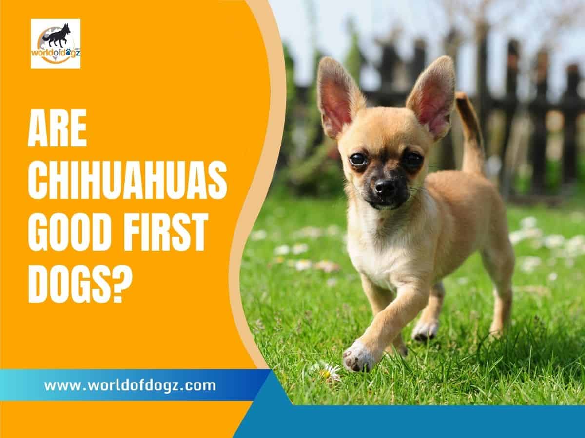 are chihuahuas good first dogs