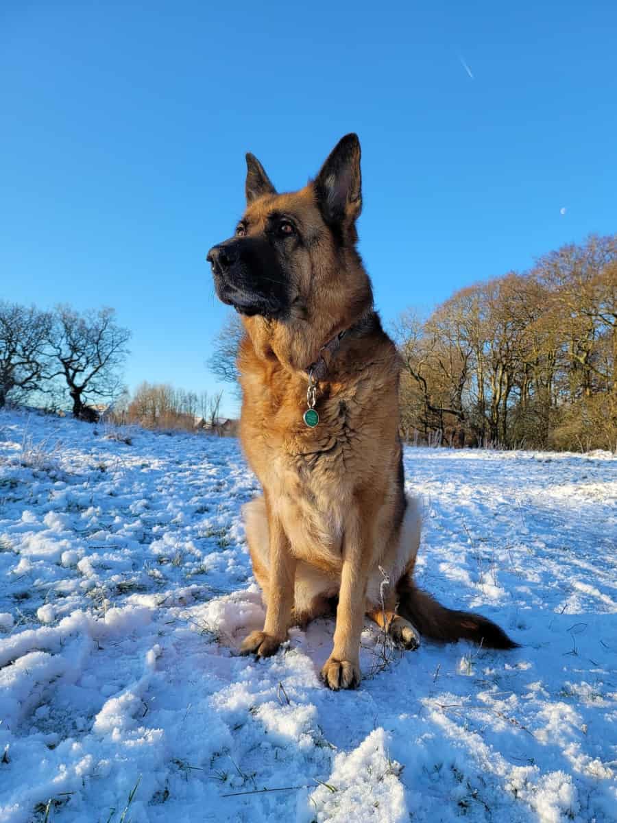 German Shepherd sitting in the snow