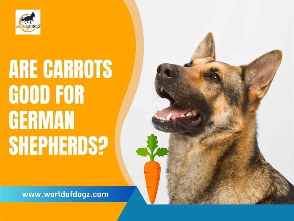 Are Carrots Good for German Shepherds?