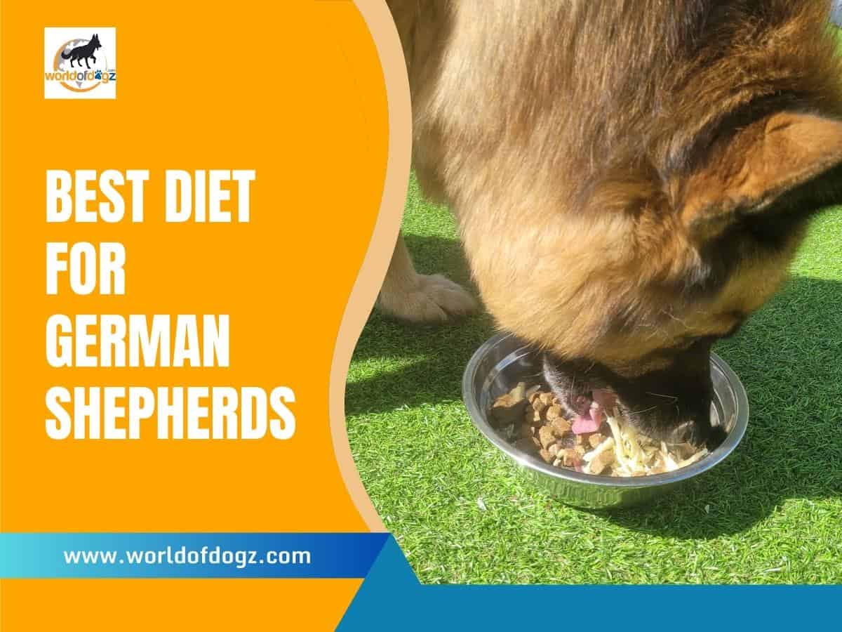 Best Diet For German Shepherds