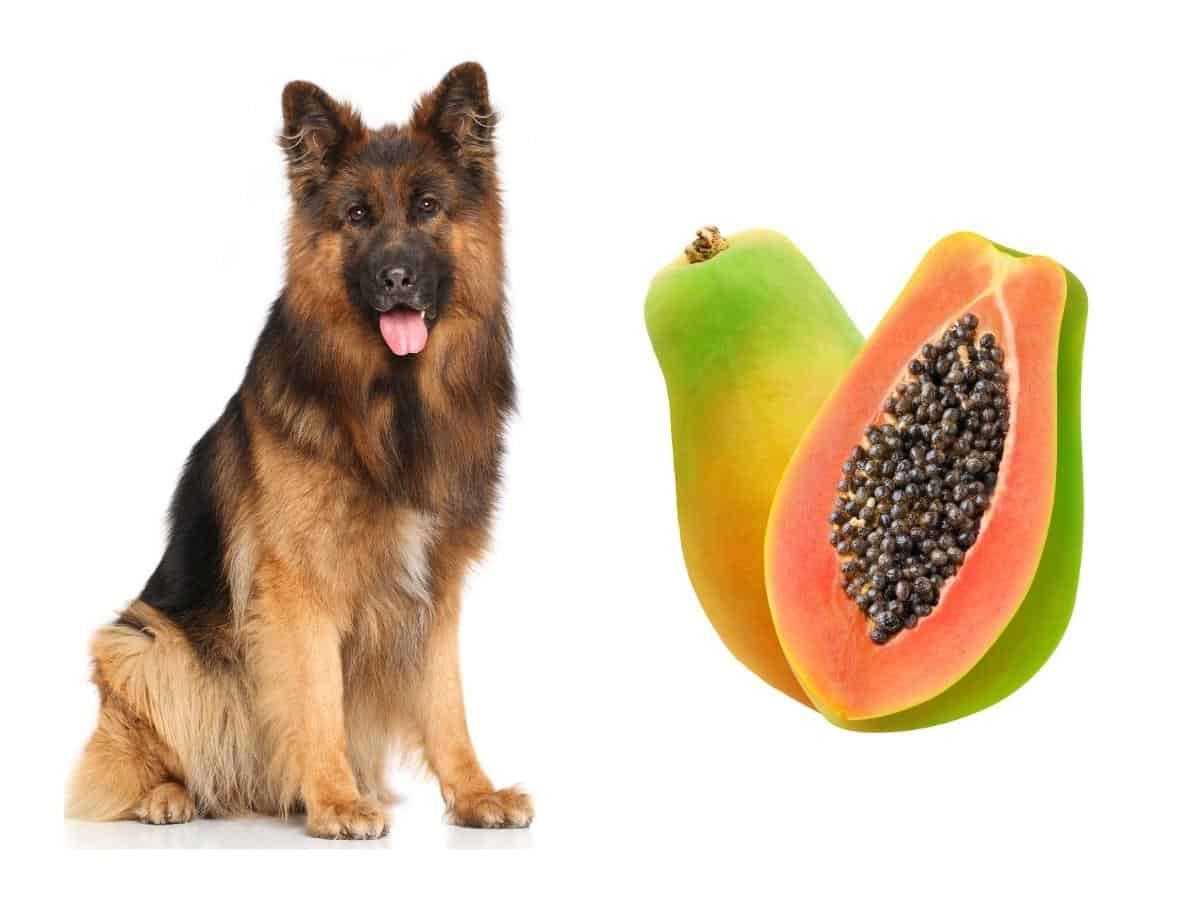 Can German Shepherds Eat Papaya?