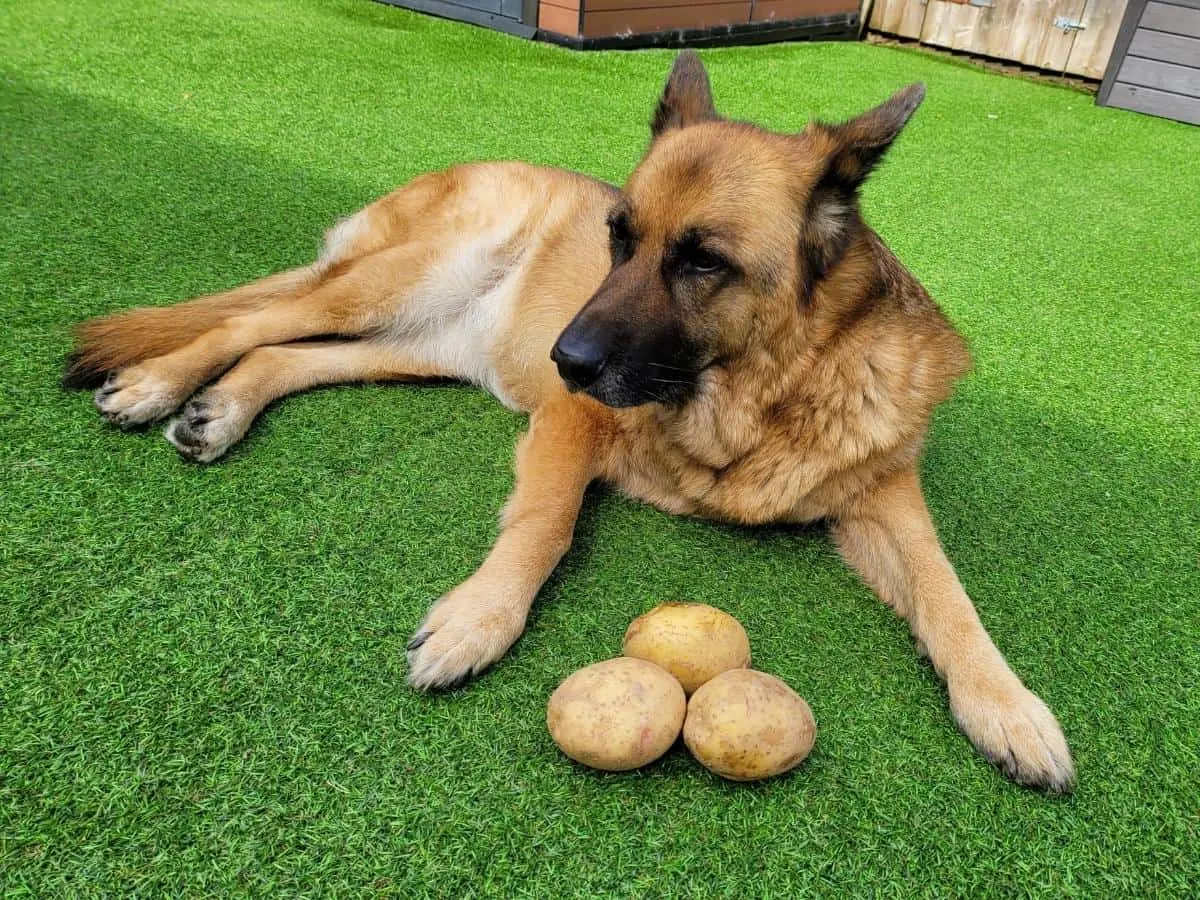 Can German Shepherds Eat Potato?