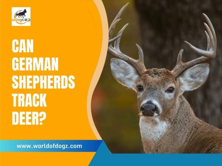 Can German Shepherds Track Deer?