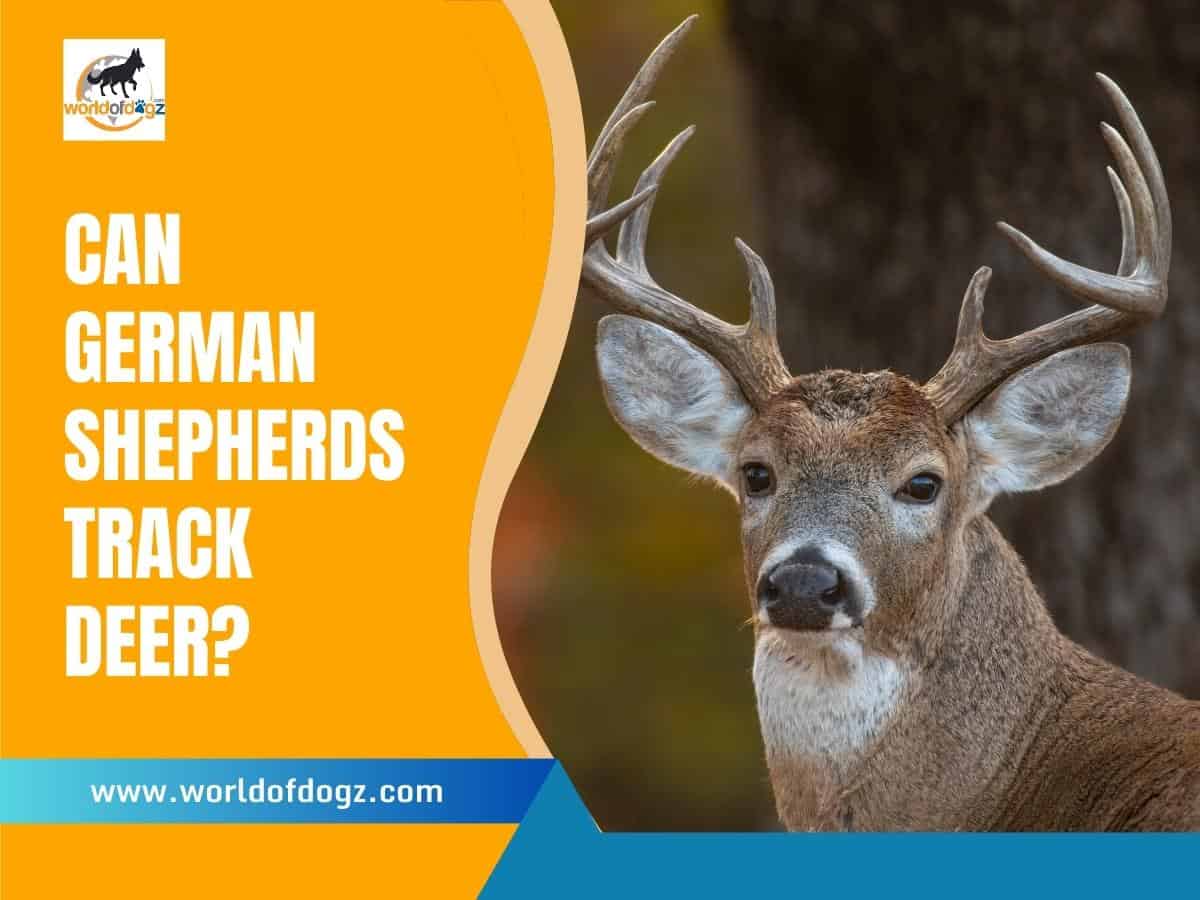 Can German Shepherds Track Deer? A deer.