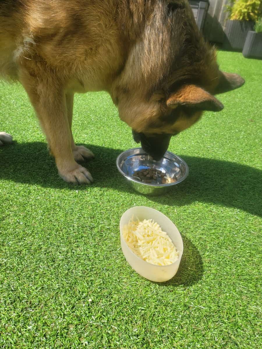 GSD Eating Kibble Topped With Cheese