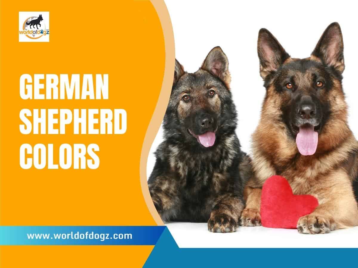 German Shepherd Colors