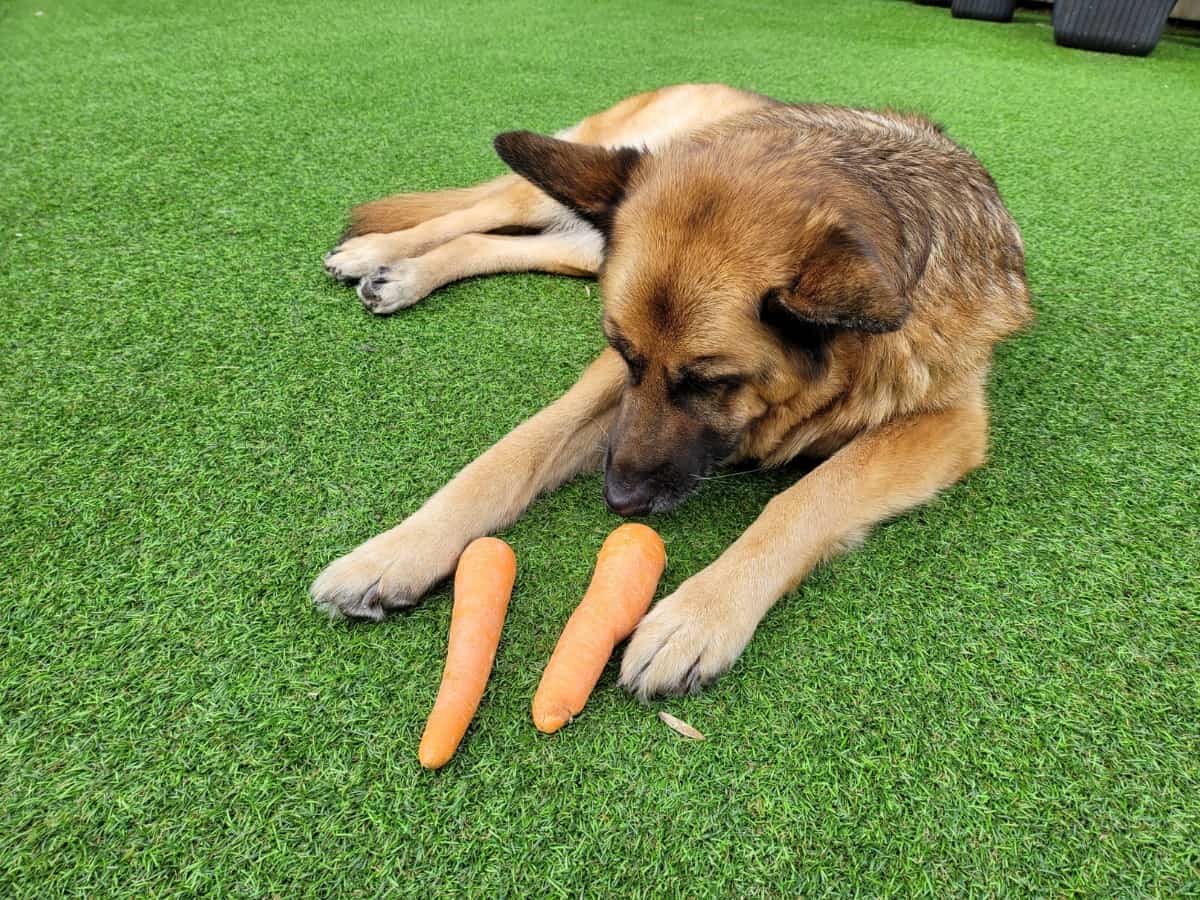 German Shepherd Eating Carrots