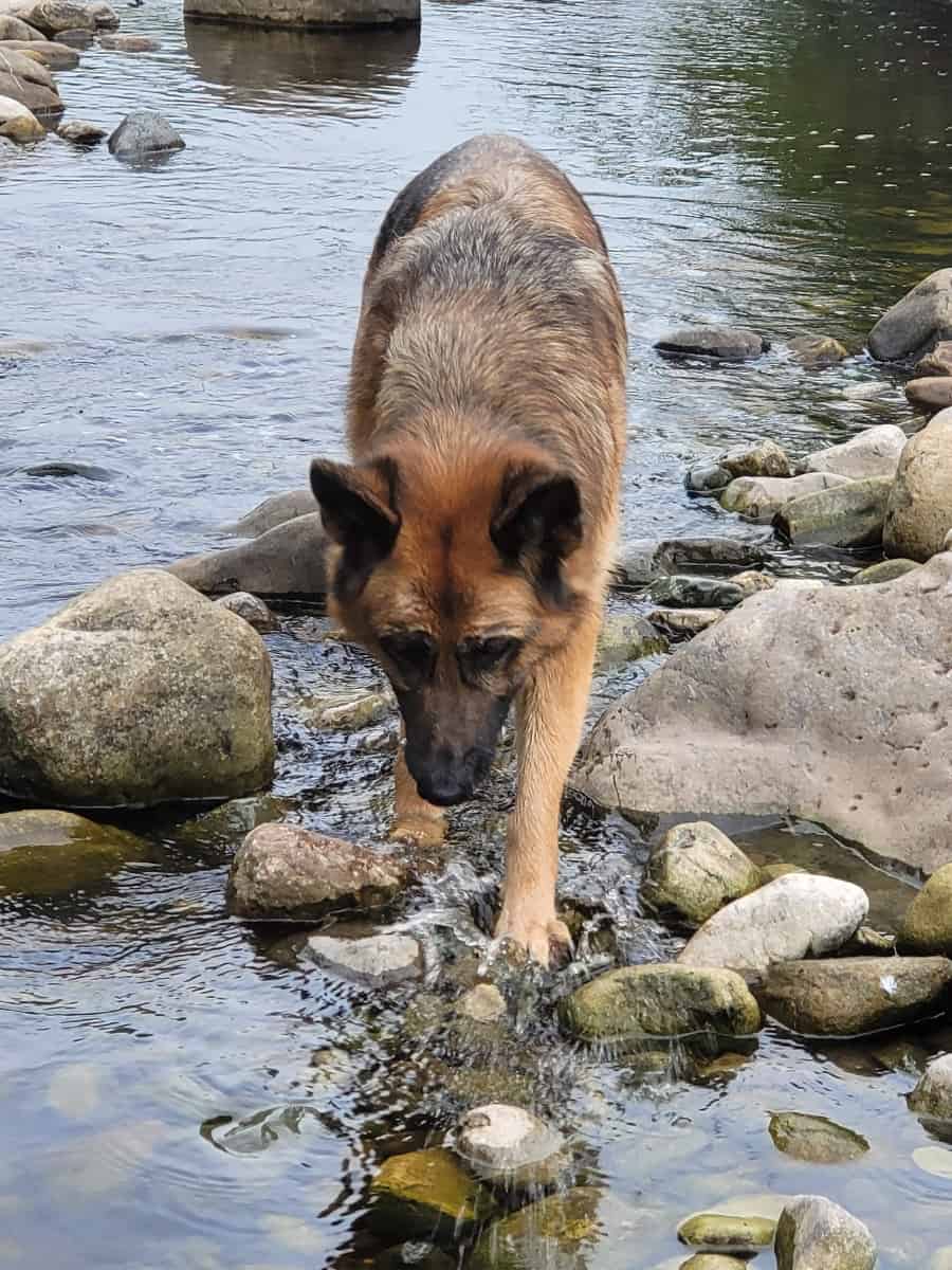 German Shepherd Finding Pebbles in a River