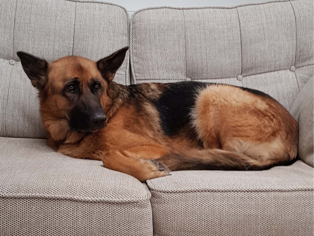 German Shepherd Resting On Sofa