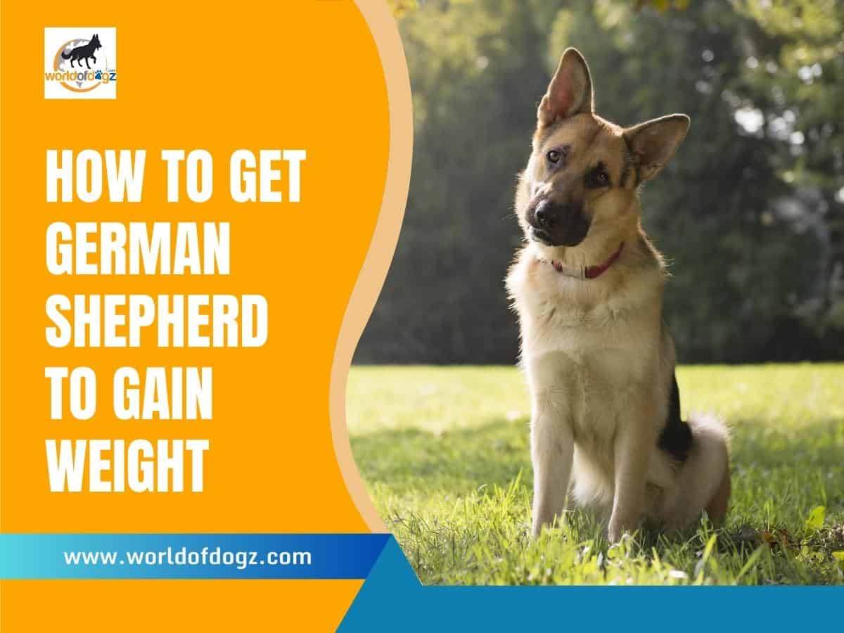 How To Get German Shepherd To Gain Weight. 