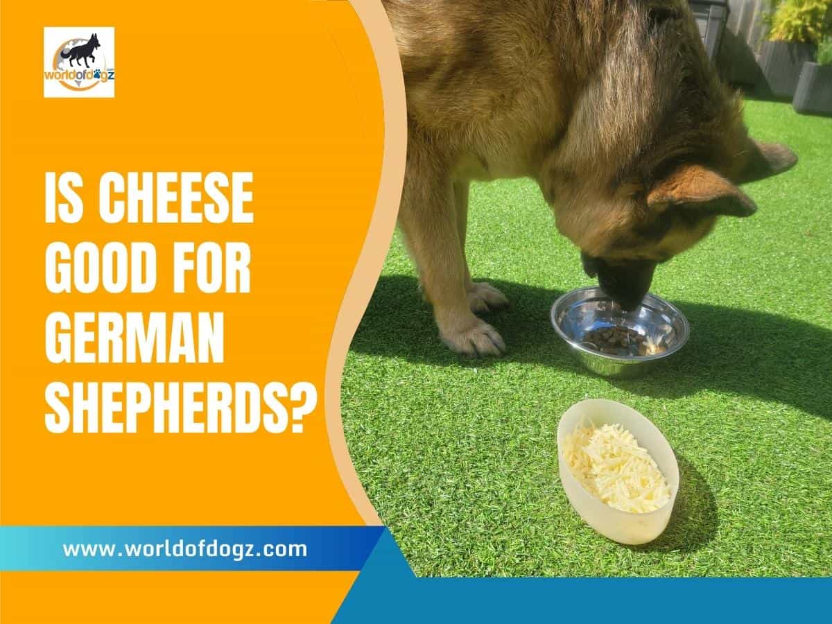Is Cheese Good For German Shepherds?