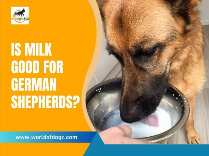 Is Milk Good For German Shepherds?