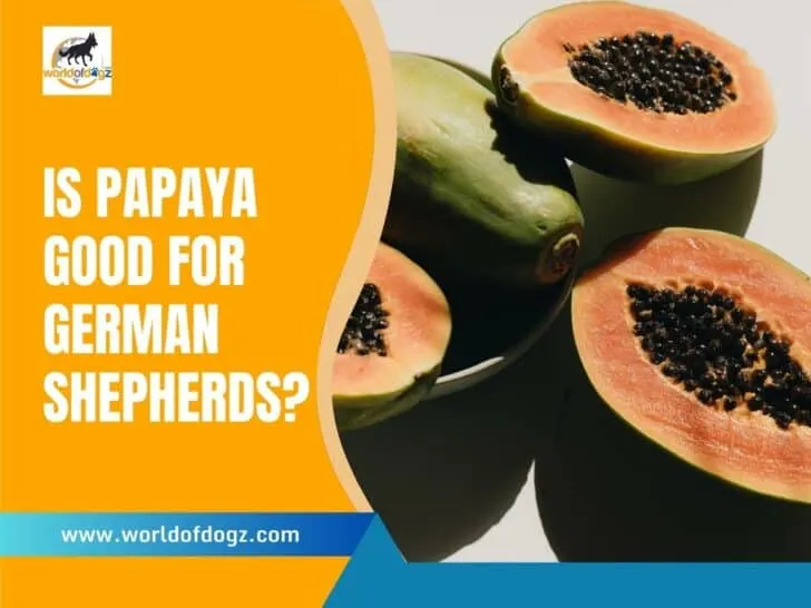 Is Papaya Good For German Shepherds?