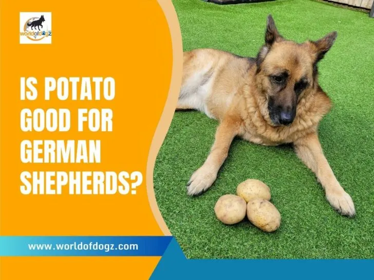 Is Potato Good For German Shepherds?