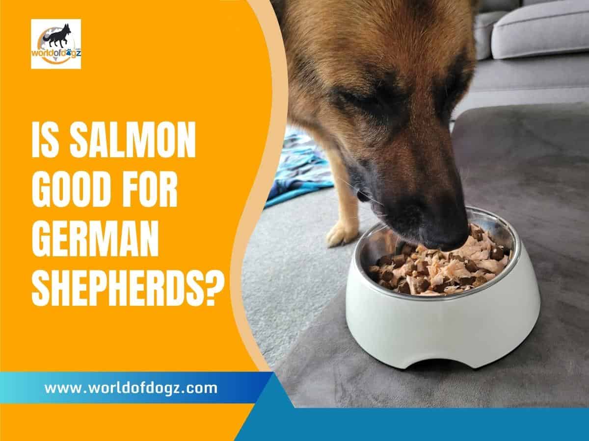 Is Salmon Good For German Shepherds?