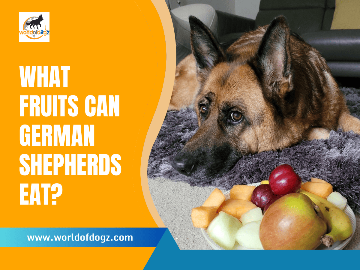 Safe Fruits For German Shepherds