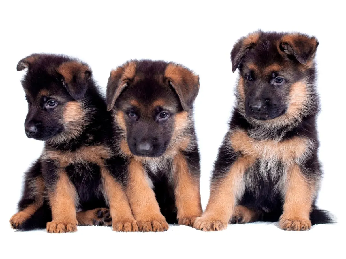 Three German Shepherd Pups