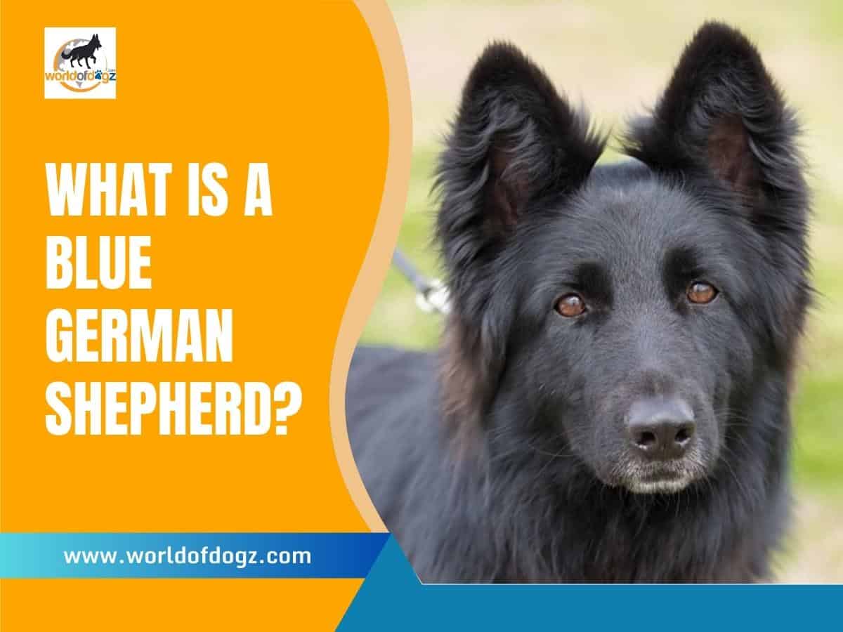What Is A Blue German Shepherd?