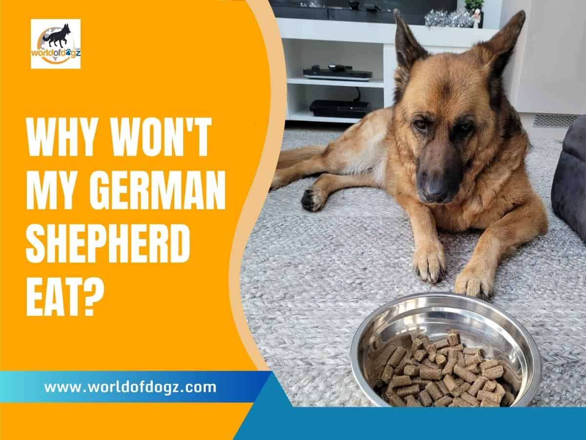 Why Won't My German Shepherd Eat?