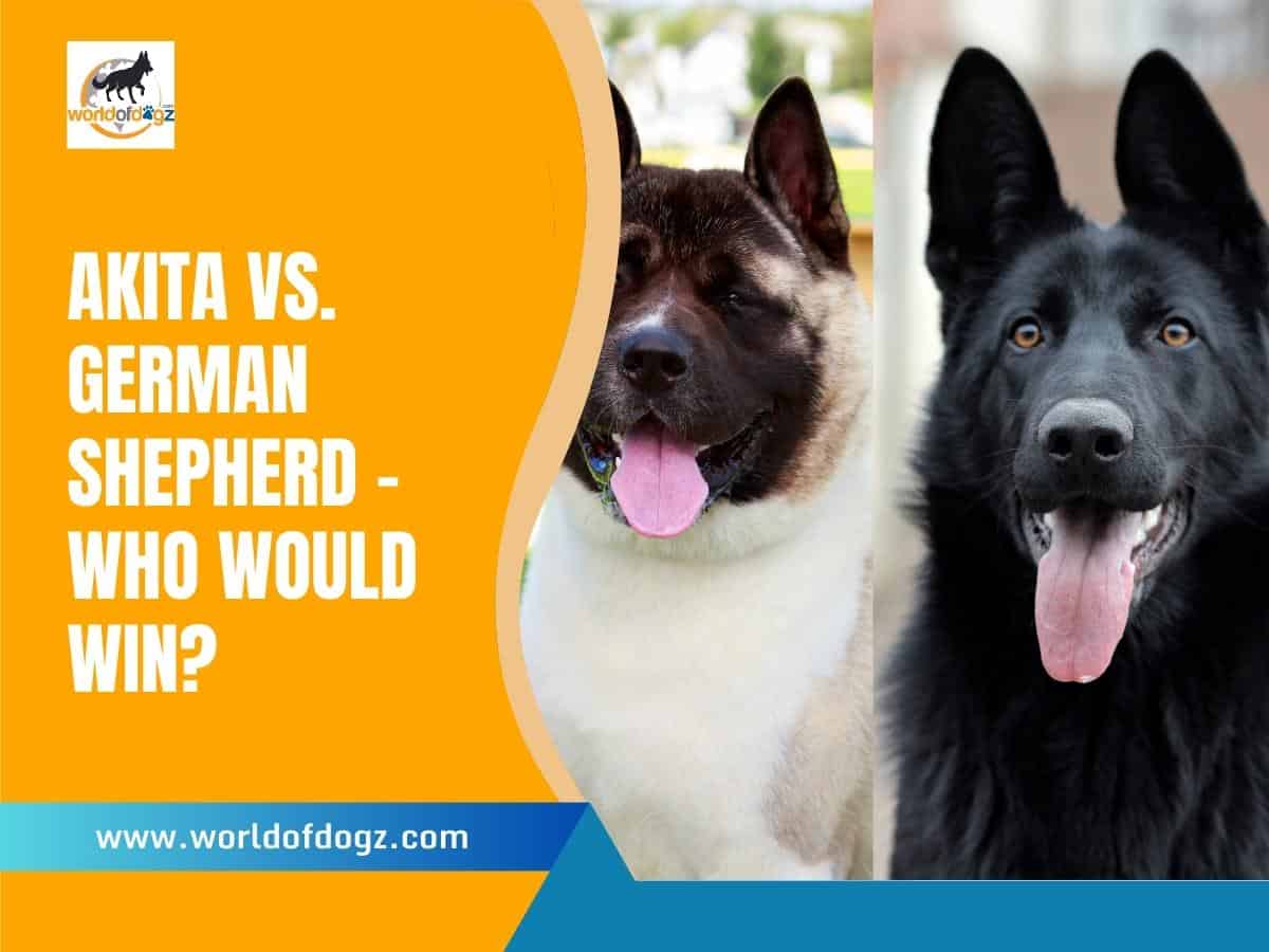 Akita vs. German Shepherd Who Would Win?