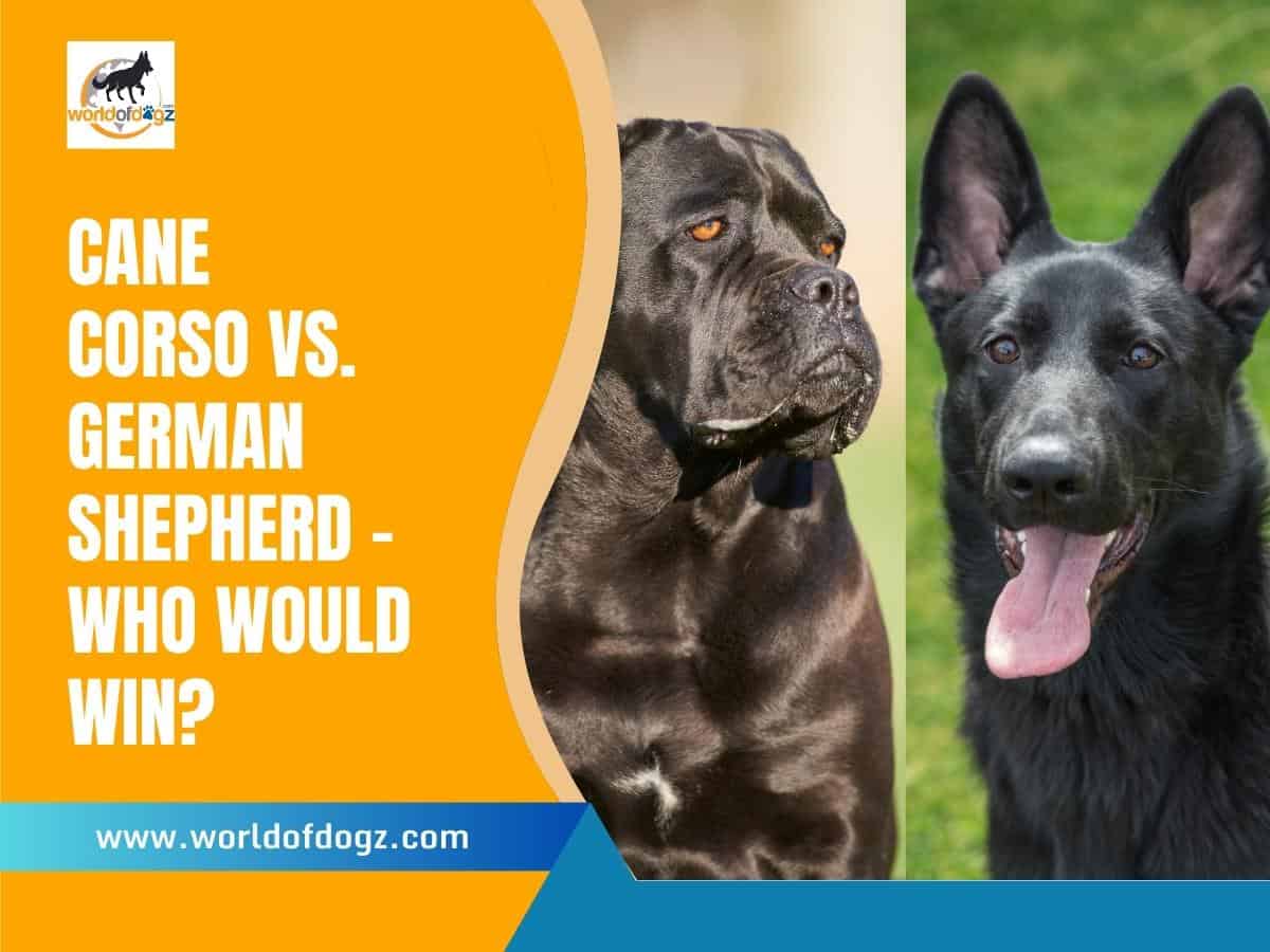 Cane Corso vs German Shepherd Who Would Win?