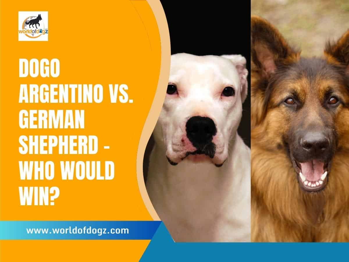 Dogo Argentino vs. German Shepherd Who Would Win?