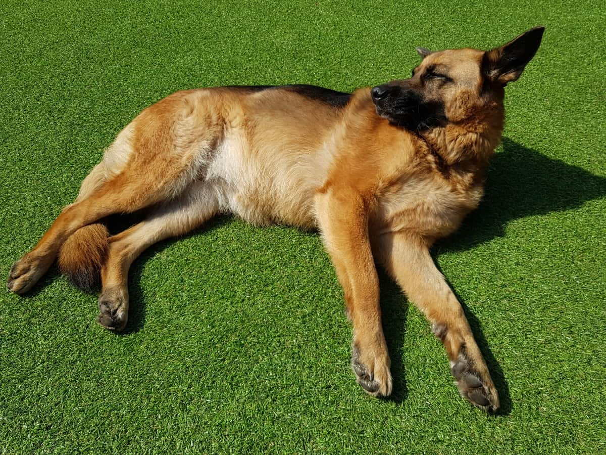 German Shepherd lying on the grass in the sun.