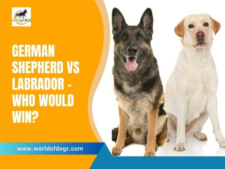 German Shepherd vs Labrador Who Would Win