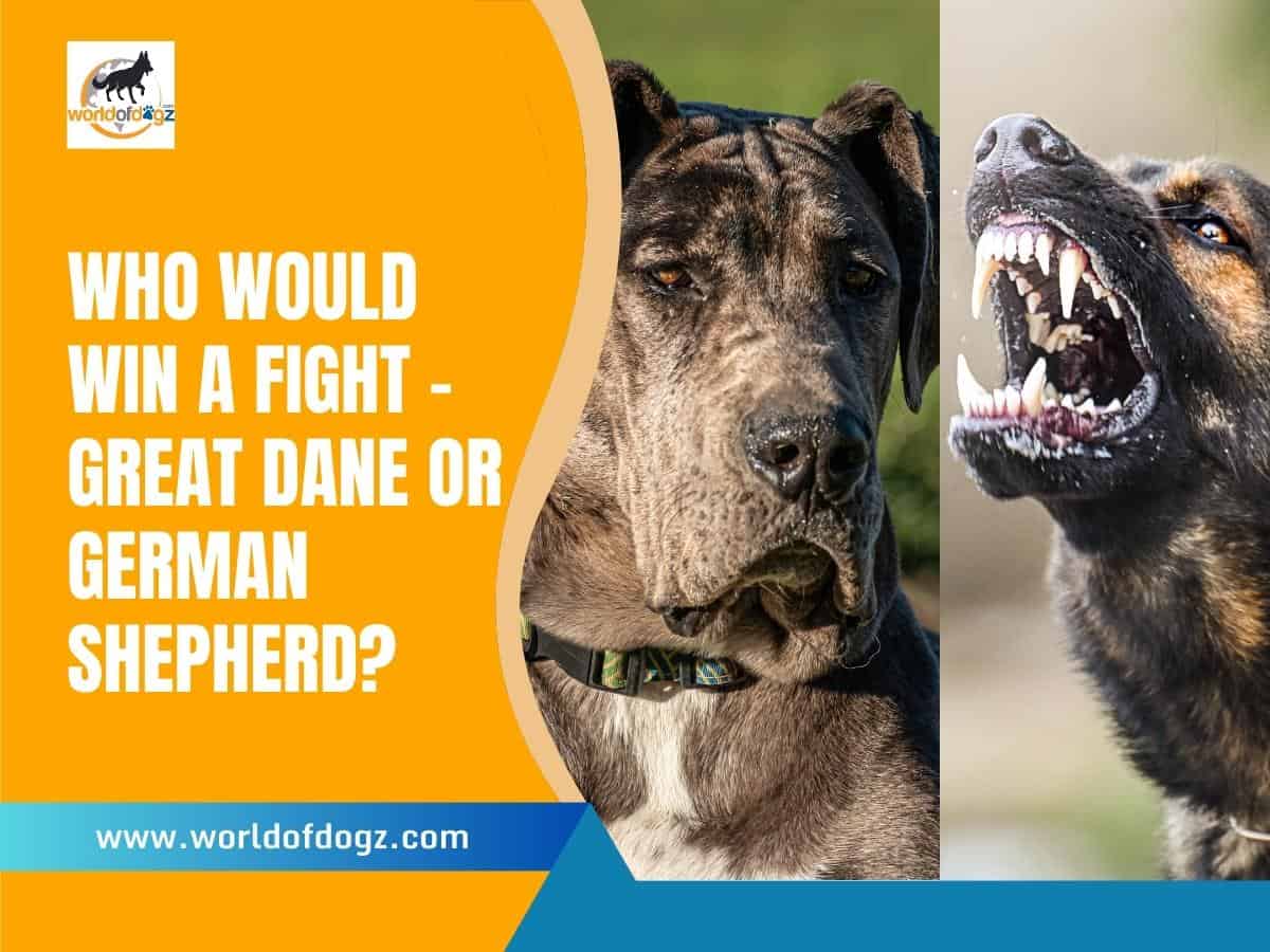 Great Dane vs. German Shepherd Who Would Win?