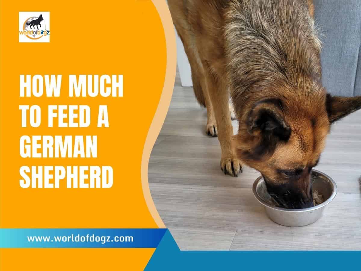 How Much To Feed a German Shepherd