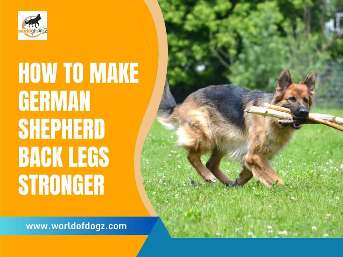 How To Make German Shepherd Back Legs Stronger
