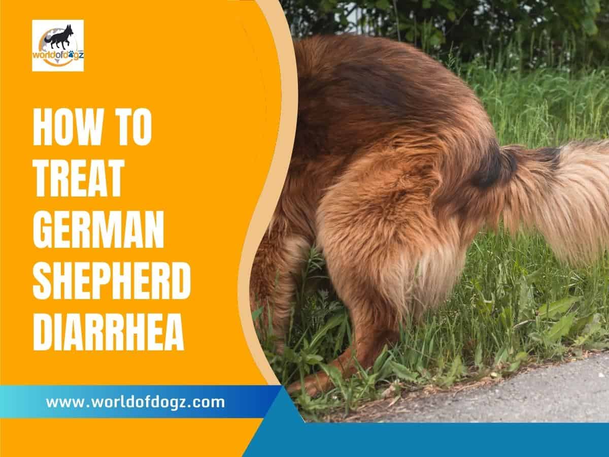 How To Treat German Shepherd Diarrhea