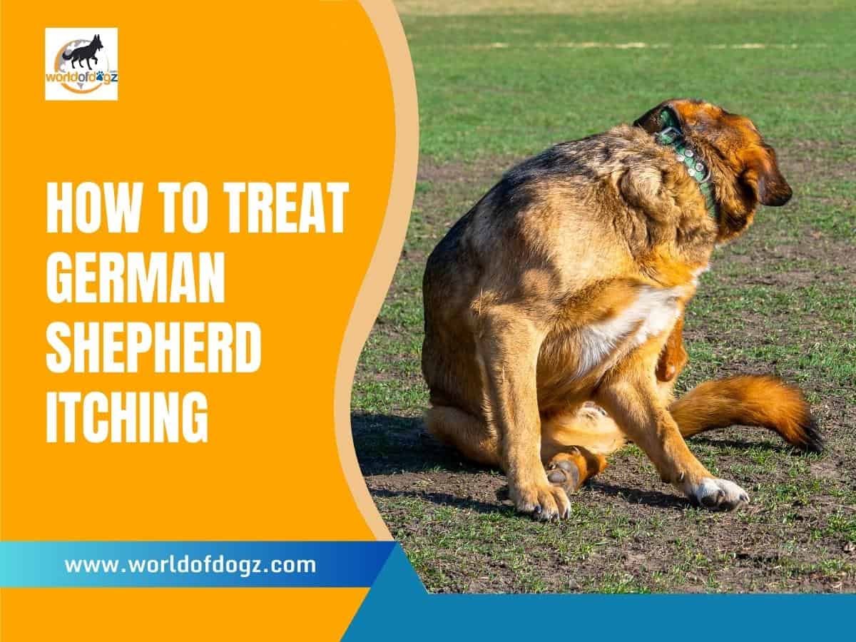 How To Treat German Shepherd Itching