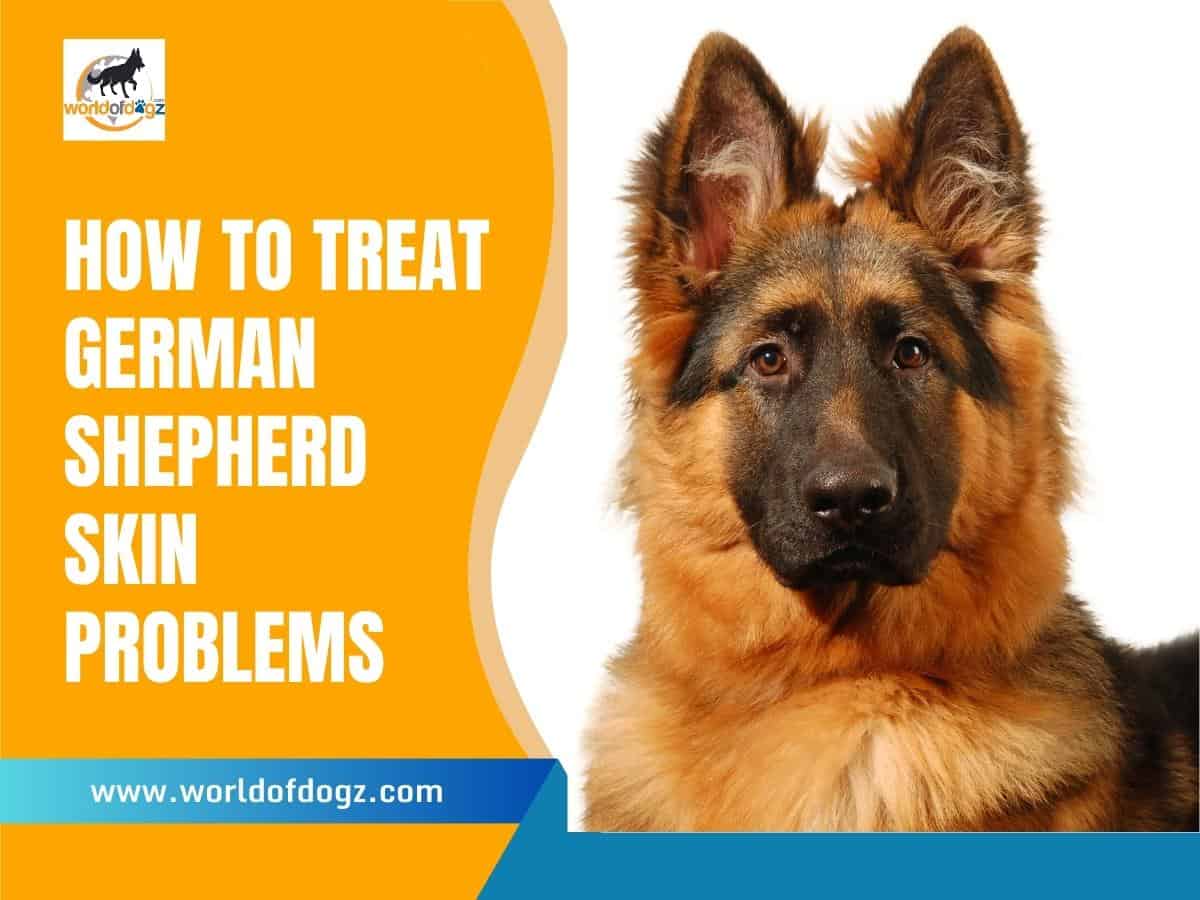 How To Treat German Shepherd Skin Problems