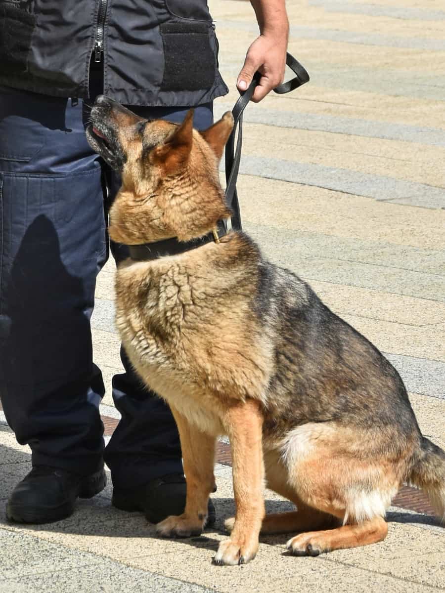 German Shepherd being trained