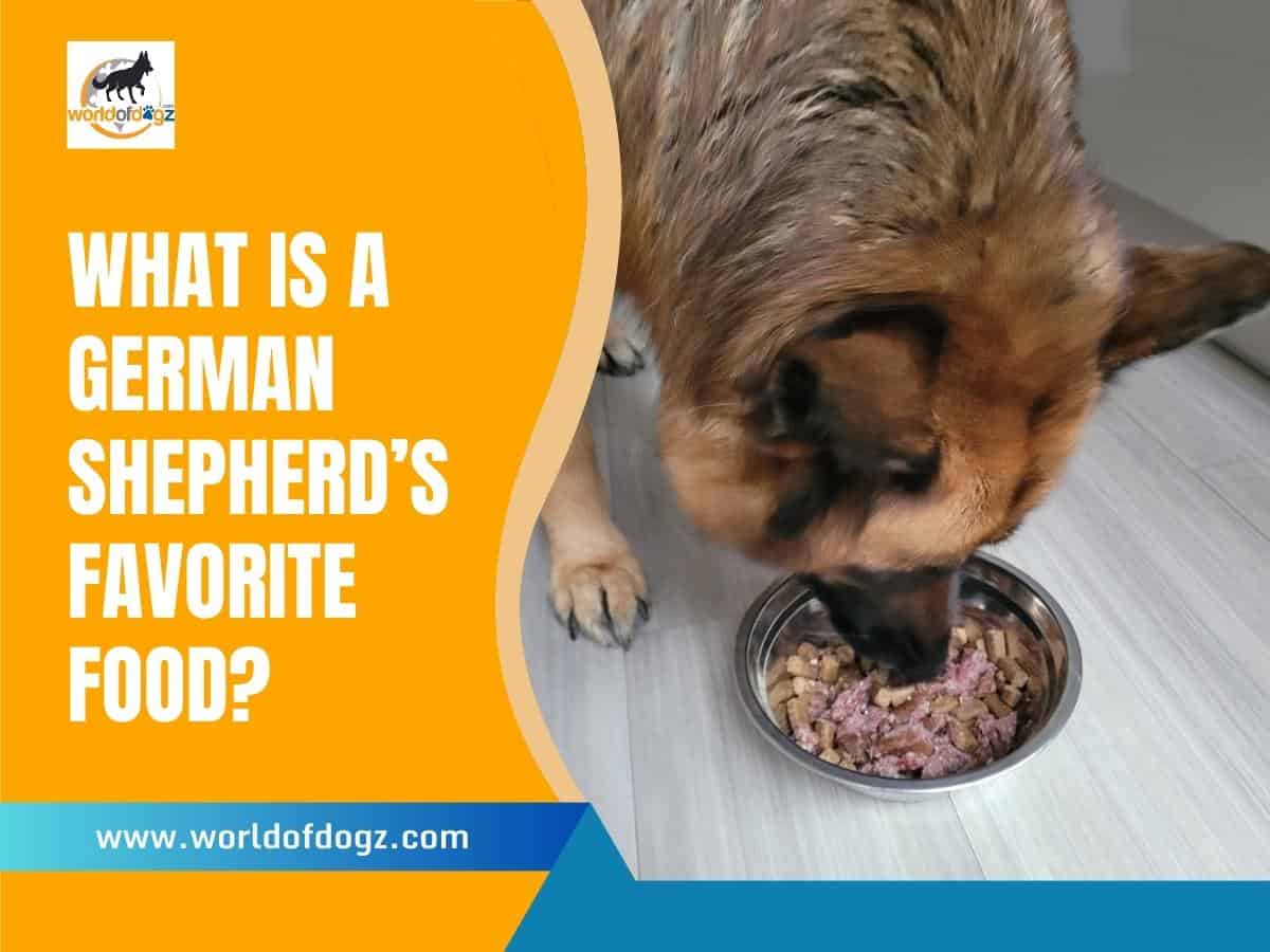 What Is A German Shepherd's Favorite Food?