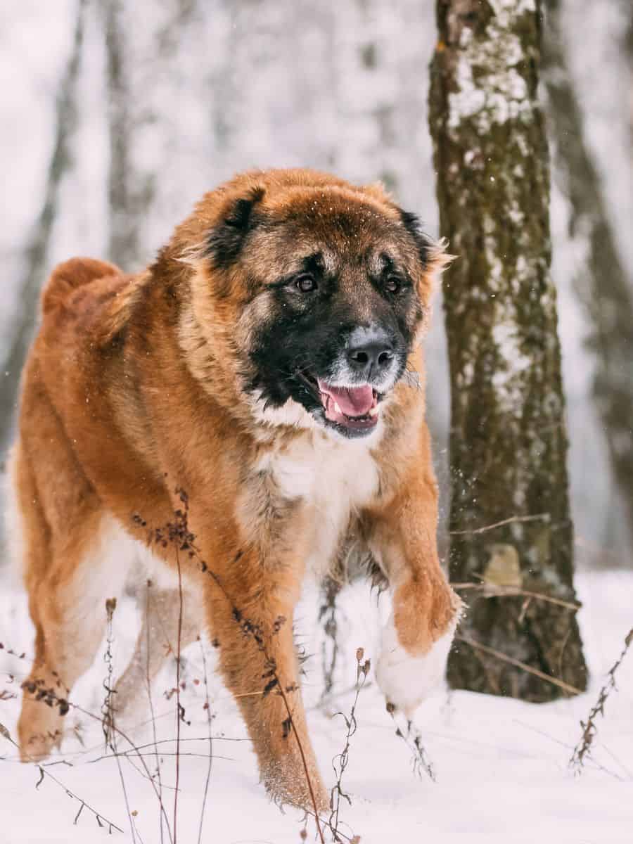 Caucasian Shepherd Dog getting ready to run in a forest.