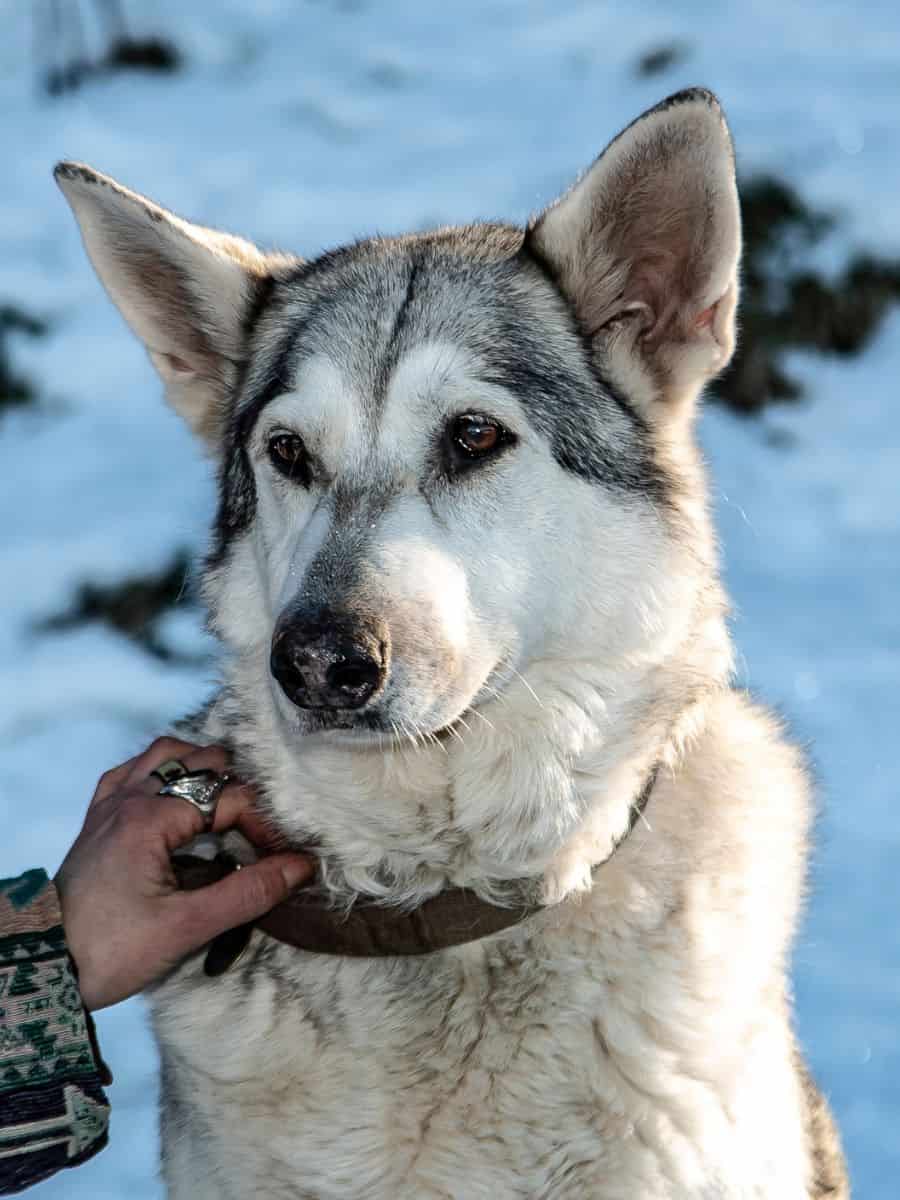 Northern Inuit staring at his owner