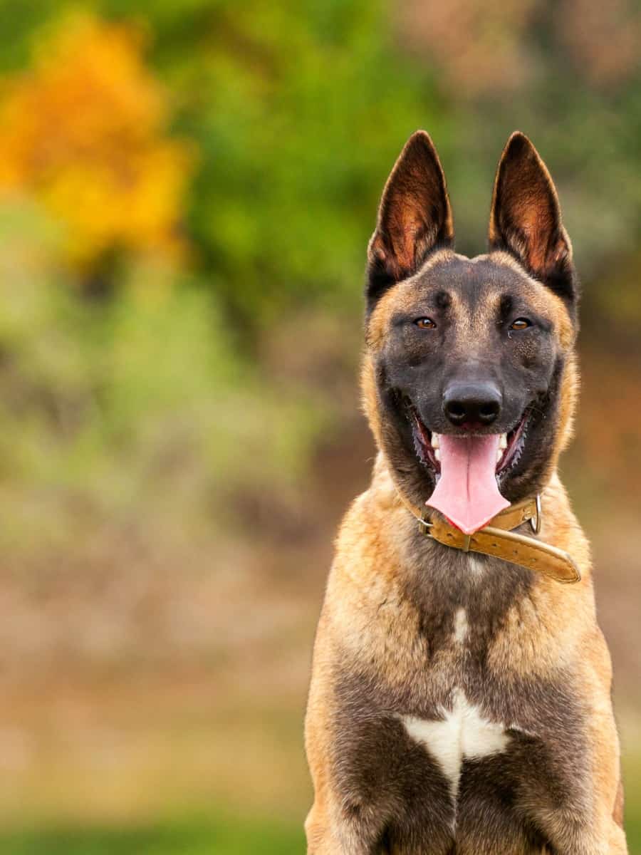 Belgian Malinois waiting for his owner's command