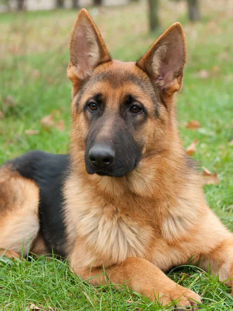 Young German Shepherd laying attentively on the grass