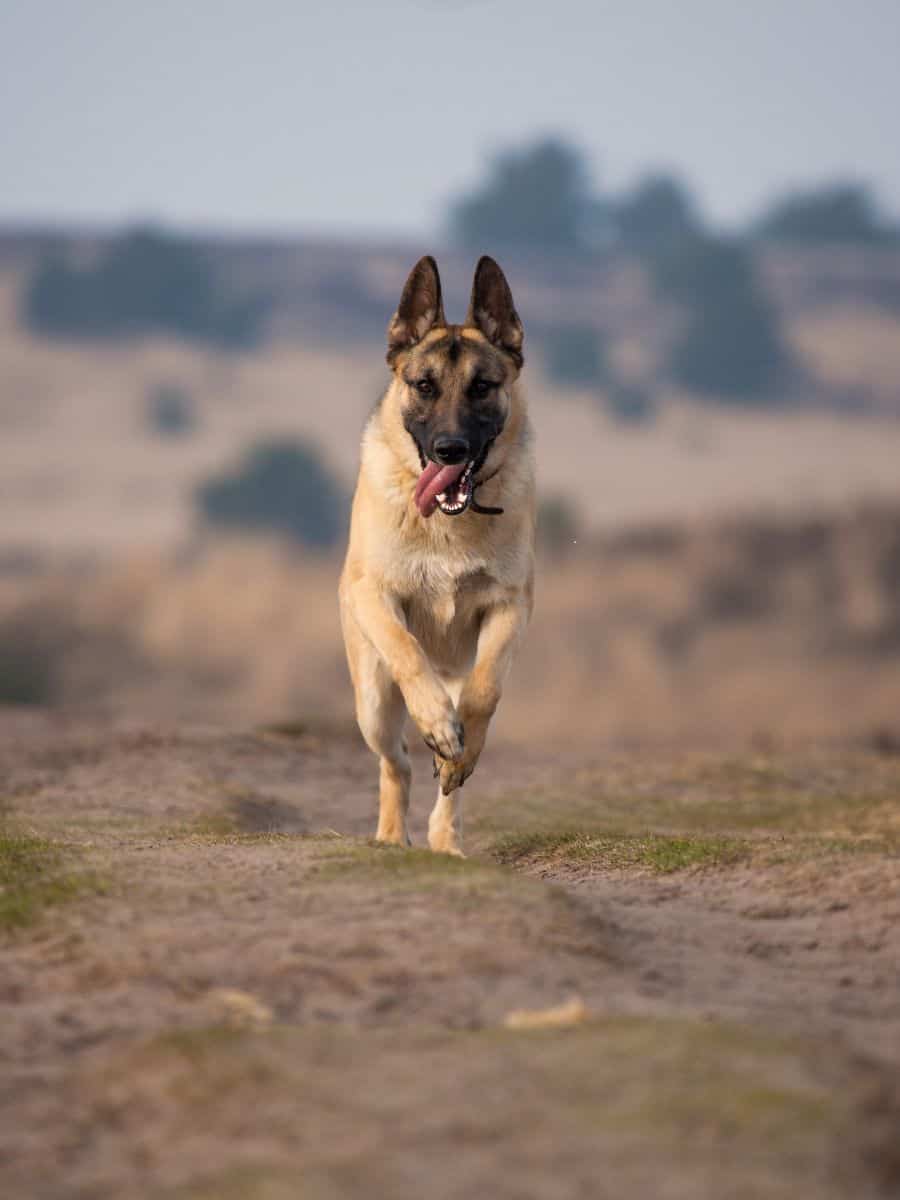 A energetic GSD