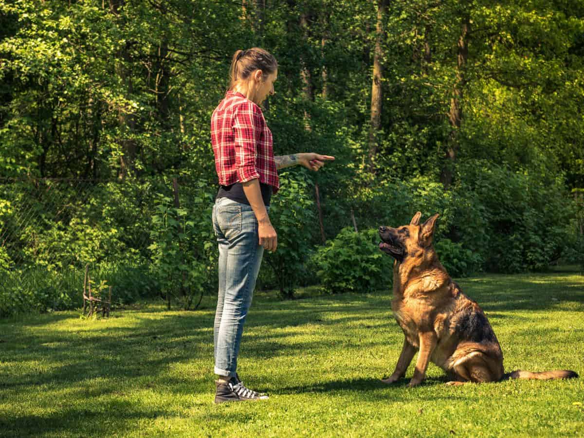 A German Shepherd being trained the "Sit" command by a lady.