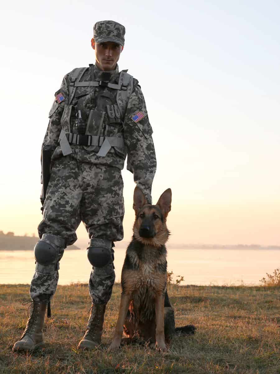 A military GSD waiting with his soldier