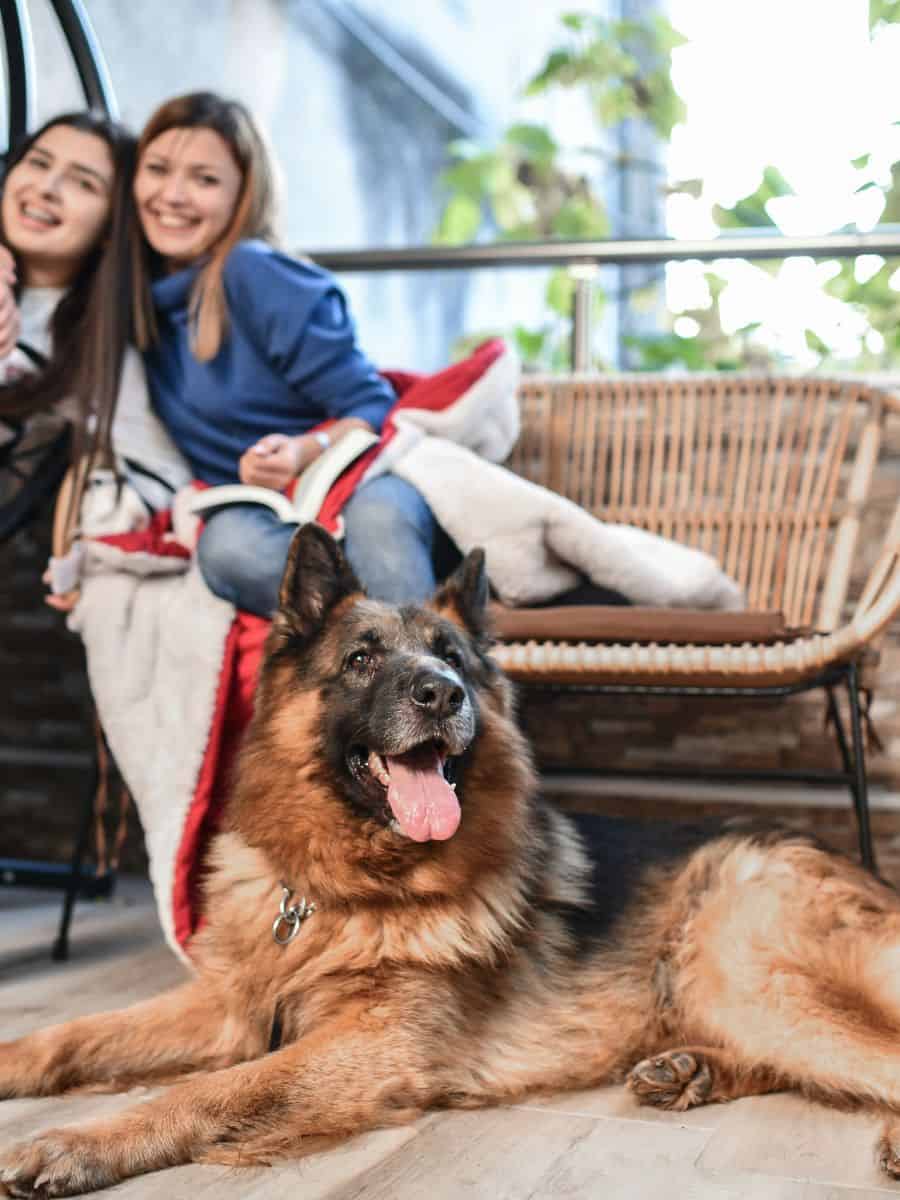 A German Shepherd relaxing with his family