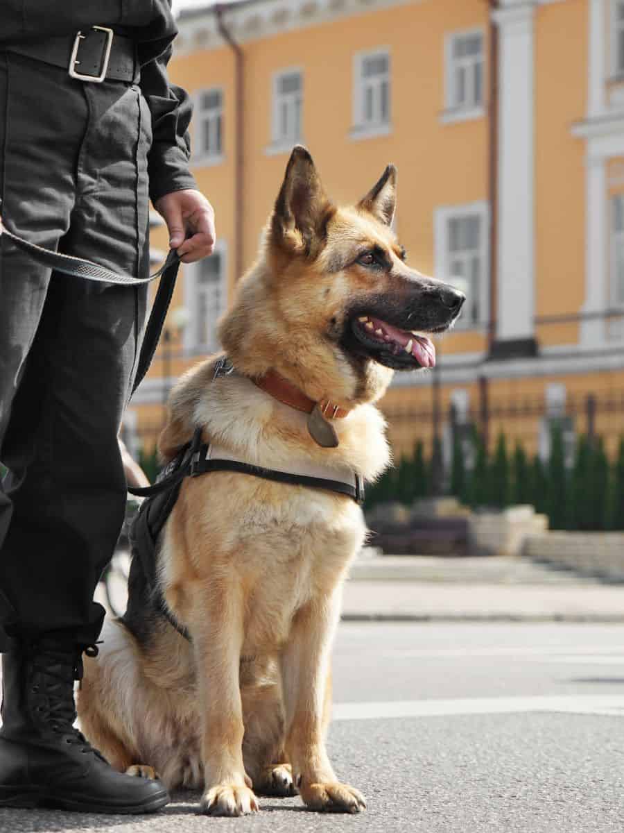 A GSD guarding with a cop