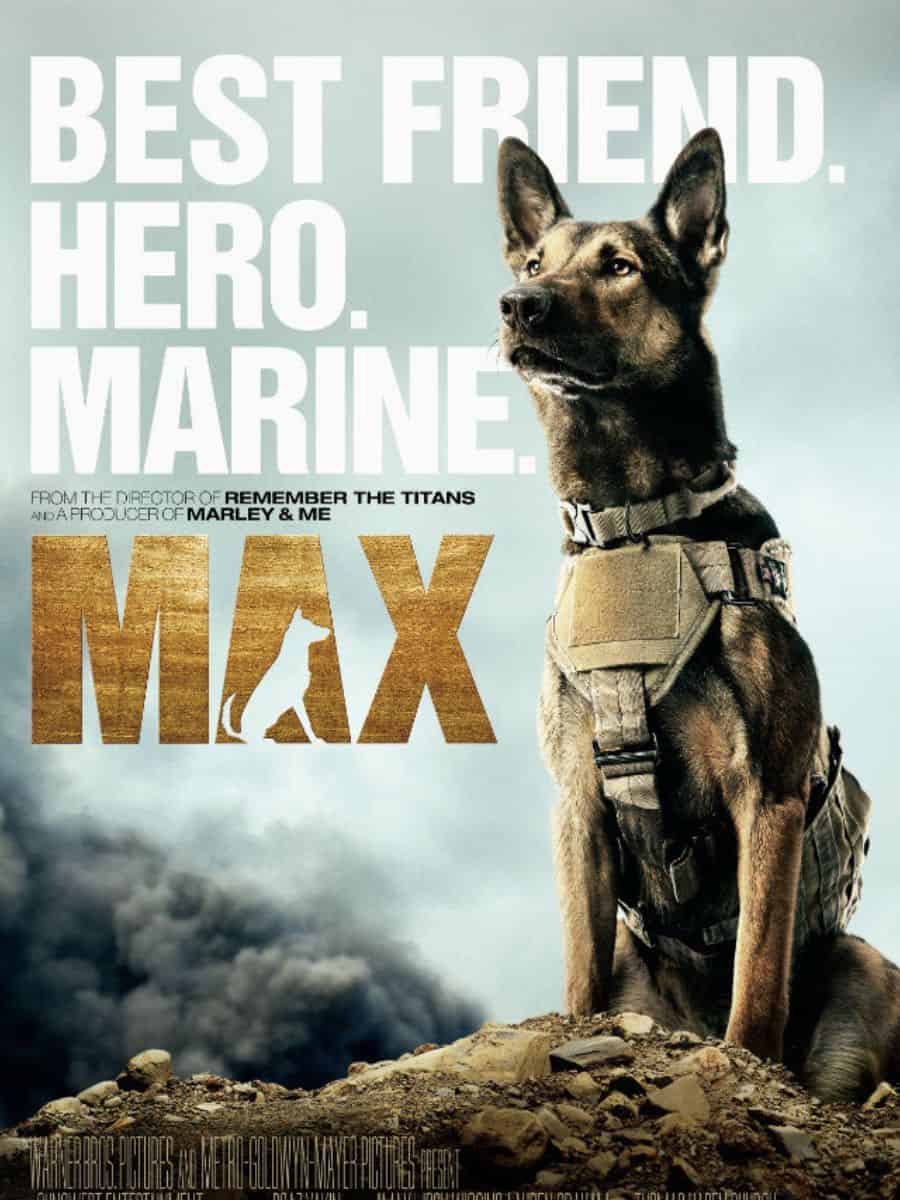 A German Shepherd as Marine dog