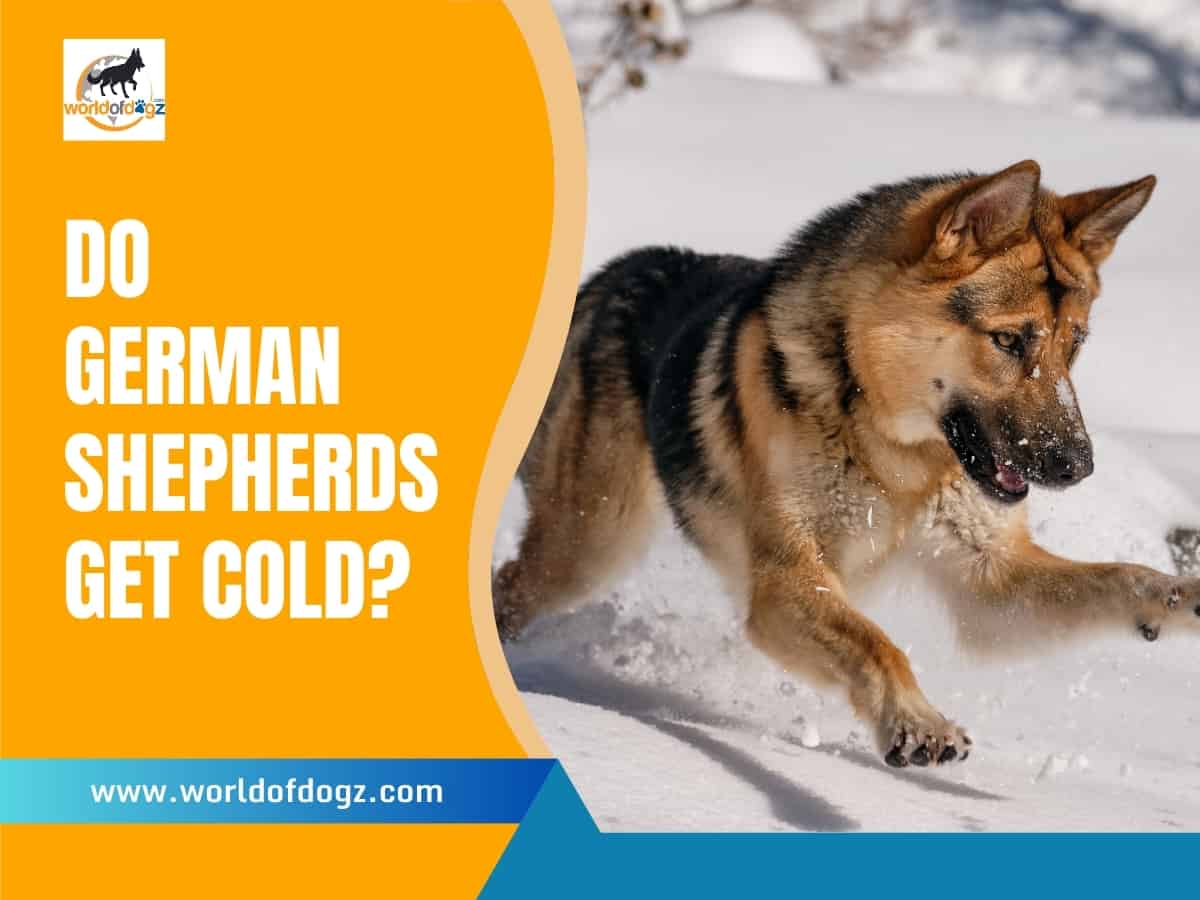 A German Shepherds Running in the Snow