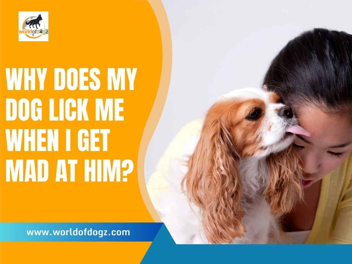 Dog licking a human when mad